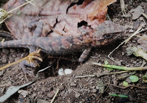 กิ้งก่าแก้ว · Forest Garden Lizard · Calotes emma