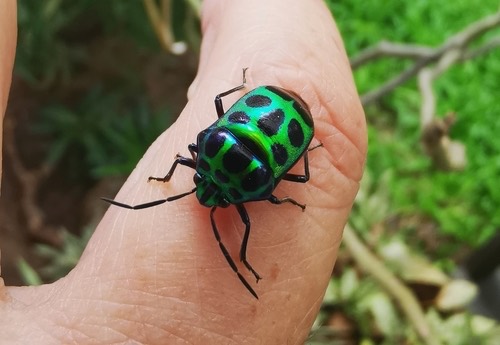 มวนตองแตก · Lychee Shield Bug · Chrysocoris stollii