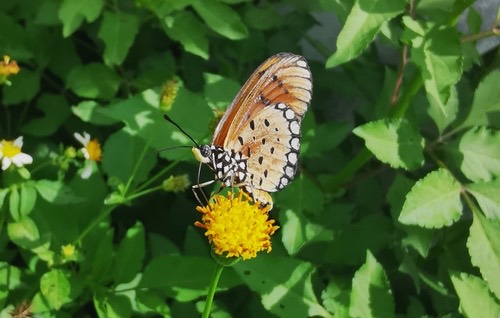 ผีเสื้อหนอนหนามกะทกรก · Tawny Coster · Acraea terpsicore