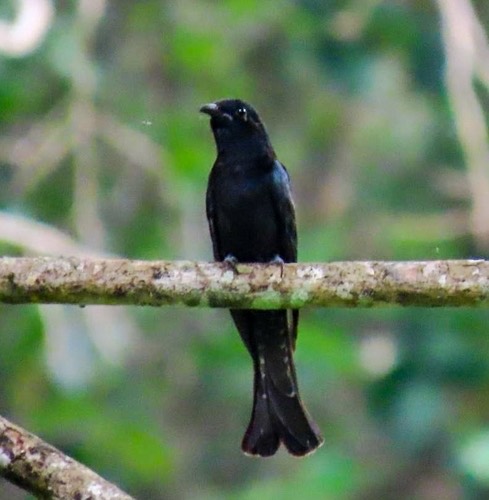 นกคัคคูแซงแซว · Square-tailed Drongo-Cuckoo · Surniculus lugubris