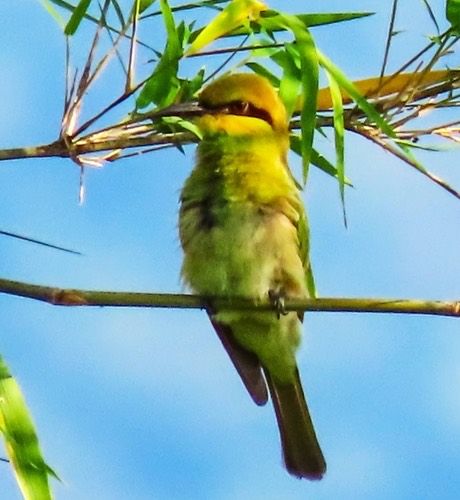 นกจาบคาเล็ก · Asian Green Bee-eater · Merops orientalis
