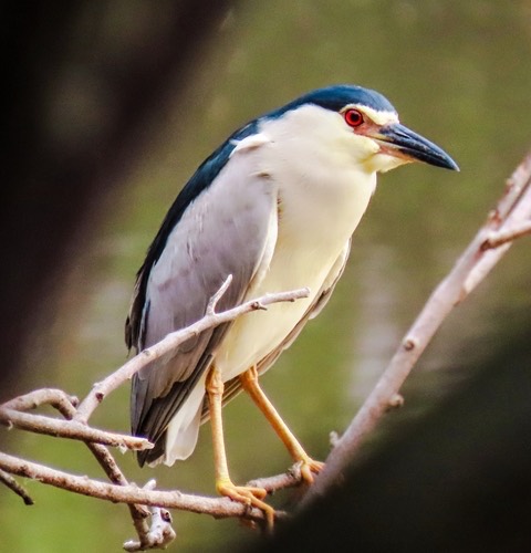 นกแขวก · Black-crowned Night Heron · Nycticorax nycticorax