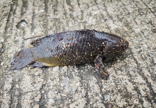 ปลาหมอ · Climbing Perch · Anabas testudineus