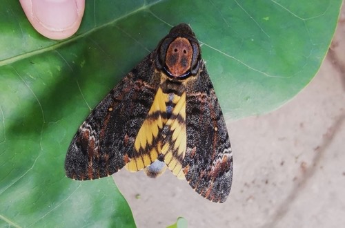 ผีเสื้อหัวกะโหลกเล็ก · Eastern Death's Head hawkmoth · Acherontia styx