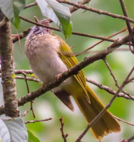 นกปรอดภูเขา · Mountain Bulbul · Ixos mcclellandii