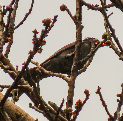 นกปรอดดำ · Black Bulbul · Hypsipetes leucocephalus