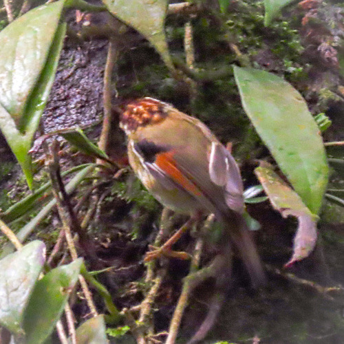 นกมุ่นรกหัวน้ำตาลแดง · Rufous-winged Fulvetta · Schoeniparus castaneceps