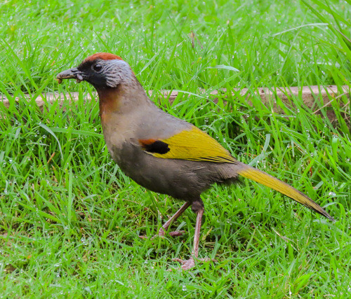 นกกะรางหัวแดง · Silver-eared Laughingthrush · Trochalopteron melanostigma