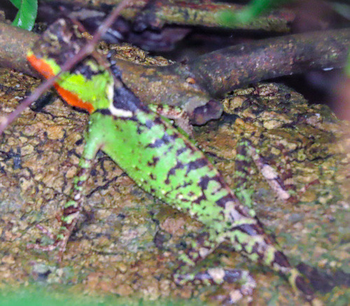 กิ้งก่าเขาหนามเล็ก · Acanthosaura rubrilabris