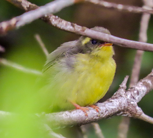 นกอีแพรดท้องเหลือง · Yellow-bellied Fairy-Fantail · Chelidorhynx hypoxanthus