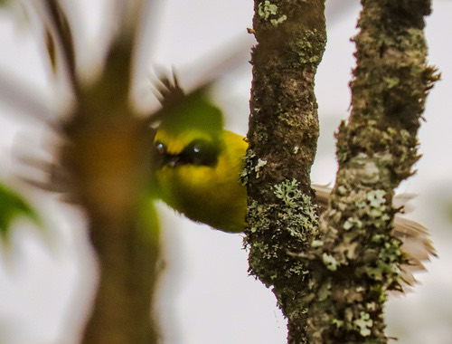 นกอีแพรดท้องเหลือง · Yellow-bellied Fairy-Fantail · Chelidorhynx hypoxanthus