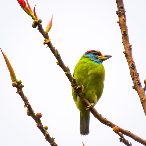 นกโพระดกคอสีฟ้า · Blue-throated Barbet · Psilopogon asiaticus