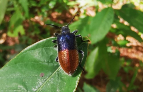 Cerogria basalis