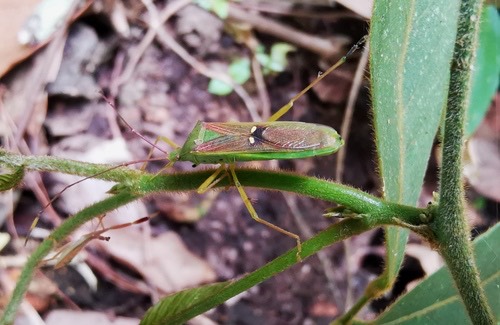 Homoeocerus bipunctatus
