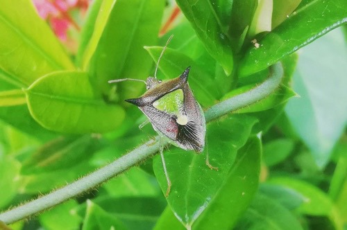 Carbula scutellata