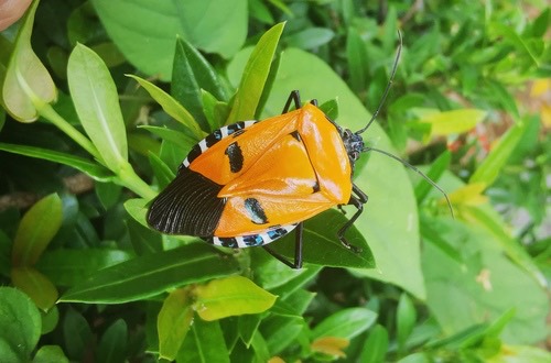 มวนหน้ากาก · Man-faced Stink Bug · Catacanthus incarnatus