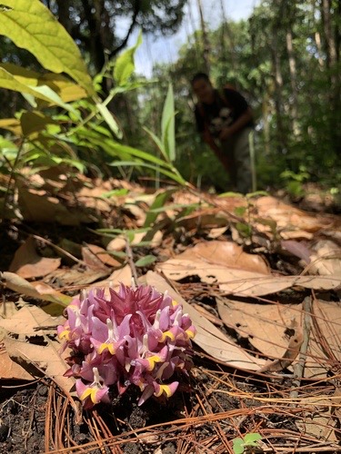 กระเจียวสุเทพ · Curcuma ecomata