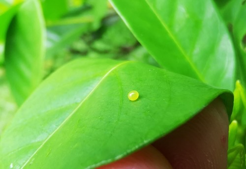 Pellucid Hawkmoth · Cephonodes hylas