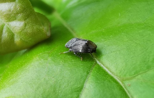 Neodartus acocephaloides