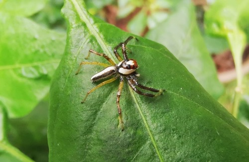 แมงมุมกระโดดหัวแหวนทับทิม · Two-striped Telamonia · Telamonia dimidiata