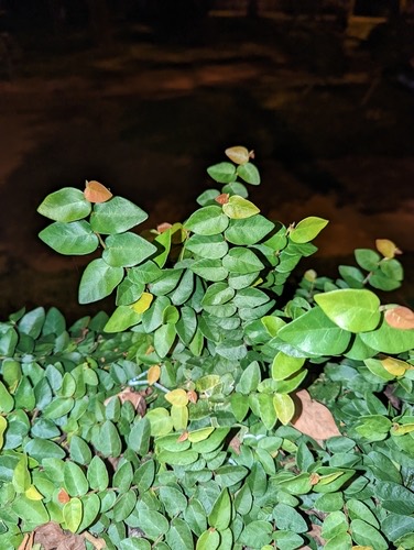 ตีนตุ๊กแก · Climbing fig · Ficus pumila