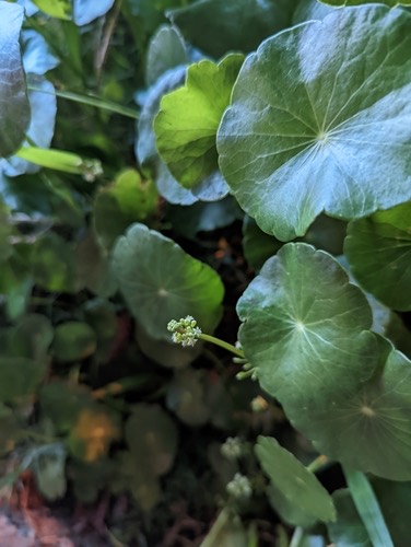 แว่นแก้วช่อฉัตร · Whorled Pennywort · Hydrocotyle verticillata
