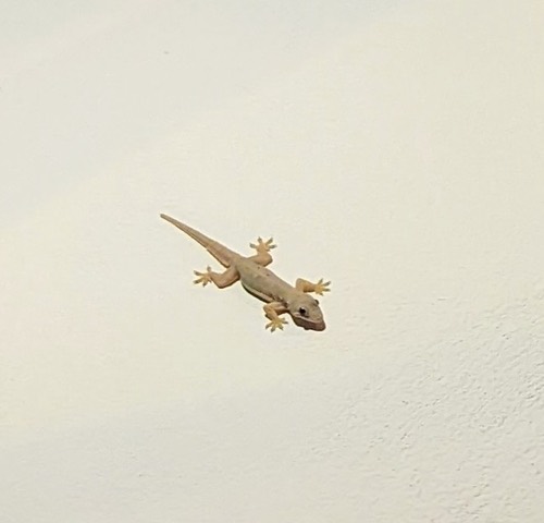 จิ้งจกบ้านหางแบน · Flat-tailed House Gecko · Hemidactylus platyurus