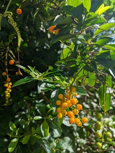 เทียนหยด · Skyflower · Duranta erecta