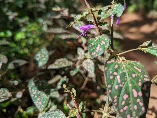 ละอองดาว · Polka Dot Plant · Hypoestes phyllostachya