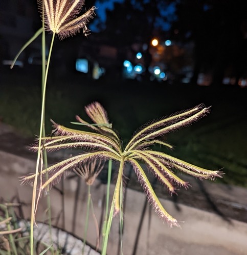 หญ้ารังนก · Finger Grass · Chloris barbata