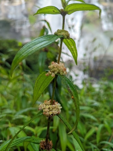 Hairy Pouzolz's Bush · Gonostegia hirta
