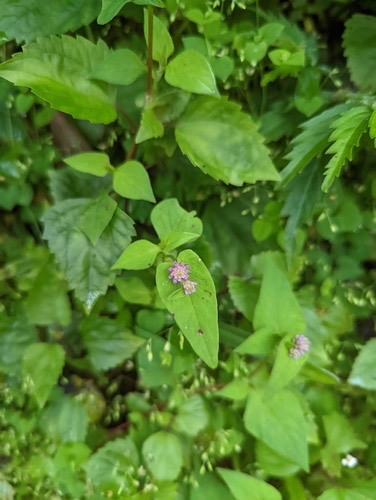 Nepal Persicaria · Persicaria nepalensis