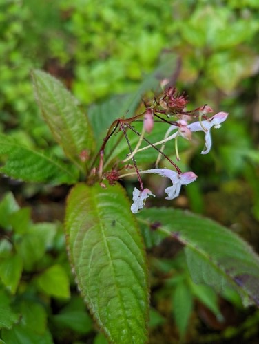 เทียนเข็ม · Impatiens radiata