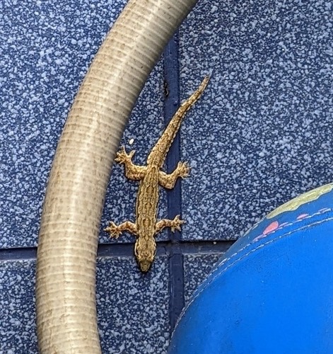 จิ้งจกบ้านหางแบน · Flat-tailed House Gecko · Hemidactylus platyurus