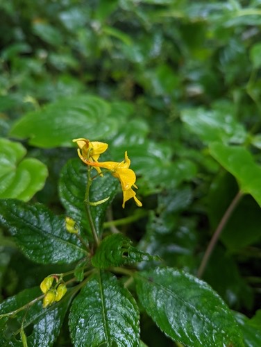 เทียนคำ · Impatiens longiloba