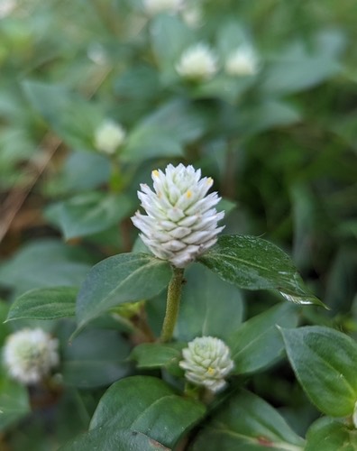บานไม่รู้โรยป่าดอกกลม · Gomphrena Weed · Gomphrena serrata
