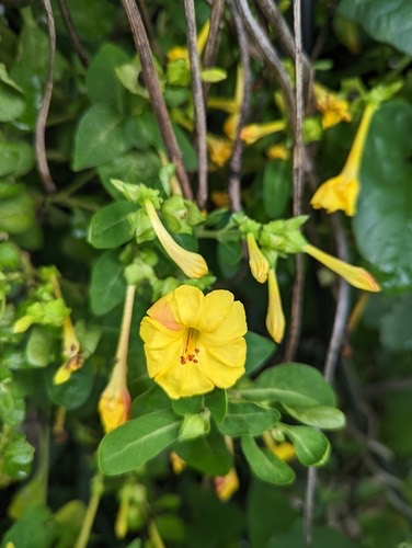 บานเย็น · marvel of Peru · Mirabilis jalapa