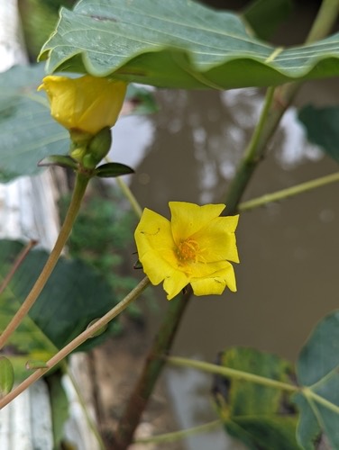 wingpod purslane · Portulaca umbraticola
