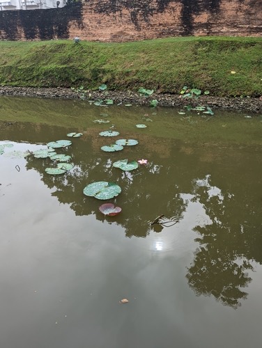บัวหลวง · Sacred Lotus · Nelumbo nucifera