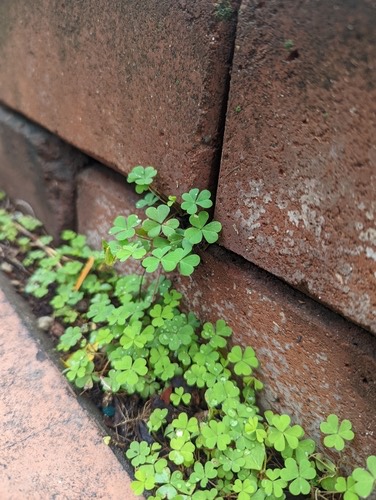 ส้มกบ · Creeping Woodsorrel · Oxalis corniculata