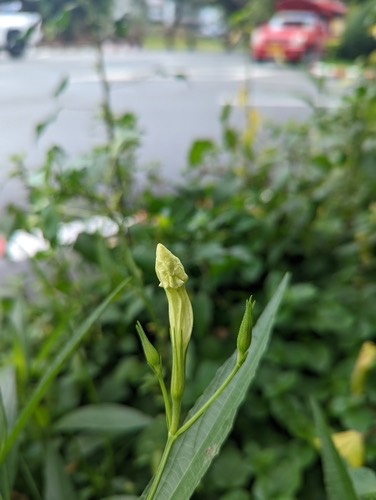 ต้อยติ่งฝรั่ง · Mexican Ruellia · Ruellia simplex