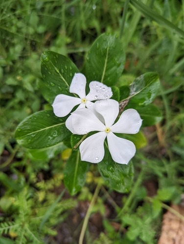 แพงพวยฝรั่ง · Madagascar Periwinkle · Catharanthus roseus