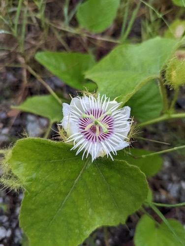 กะทกรก · Stinking Passionflower · Passiflora foetida