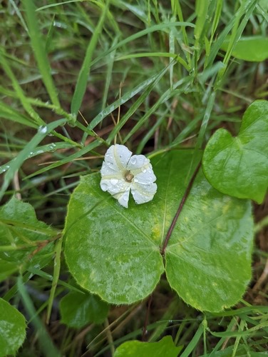 โตงวะ · Obscure Morning Glory · Ipomoea obscura