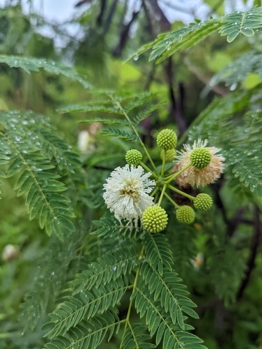 กระถิน · White leadtree · Leucaena leucocephala