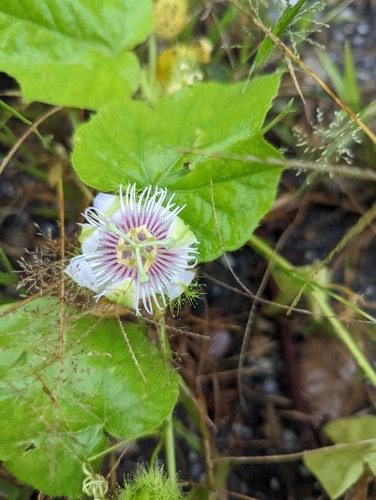 กะทกรก · Stinking Passionflower · Passiflora foetida