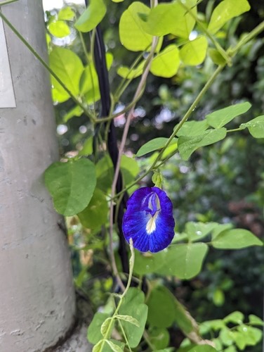 อัญชัน · Blue Pea · Clitoria ternatea
