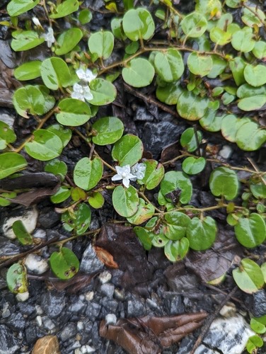 ใบต่างเหรียญ · Dwarf Morning Glory · Evolvulus nummularius