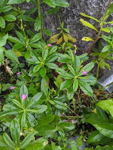 โสมไทย · Philippine spinach · Talinum fruticosum