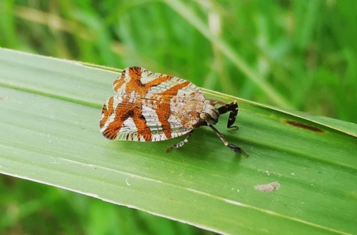 Lacusa yunnanensis